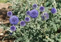 southern globethistle