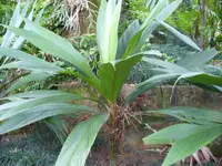 Asterogyne martiana