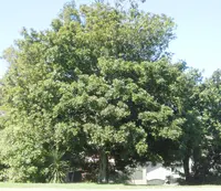 Titoki (Alectryon excelsus) plant