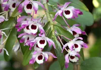 Noble Dendrobium