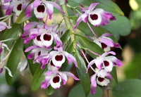 Noble Dendrobium