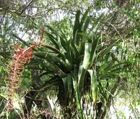 Aechmea bracteata