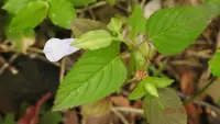 Torenia violacea