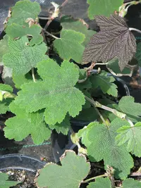 Formosan Raspberry (Rubus formosensis) plant