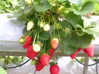 Garden strawberry