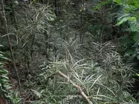 Codiaeum peltatum