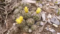 Coryphantha neglecta (Coryphantha neglecta) plant