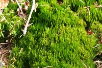 campylopus moss
