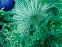 Brassica oleracea var. acephala