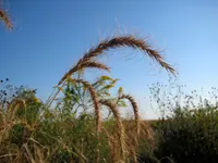 Canada wildrye (Elymus canadensis) plant