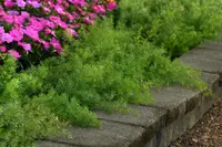 Cwebe asparagus fern (Asparagus densiflorus) plant