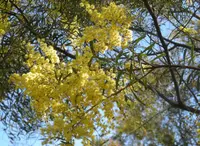 graceful wattle