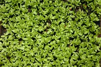 gardencress pepperweed