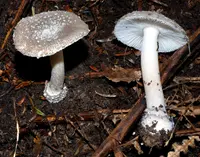 Maori dust amanita (Amanita nehuta) plant