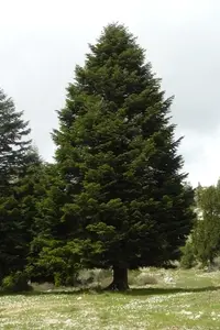 Cilician Fir