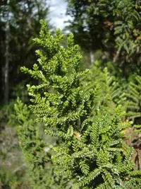 Guaitecas Cypress