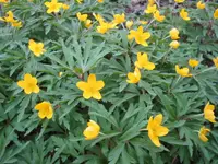 Yellow Anemone