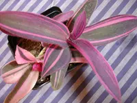Variegated Purple Heart (Tradescantia pallida 'Pink Stripe') plant
