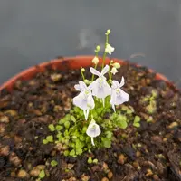 Utricularia sandersonii blooms