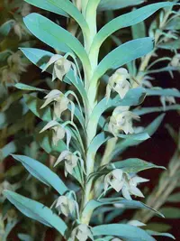 Dichaea glauca