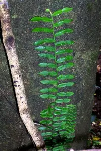 candle vine (Pothos longipes) plant