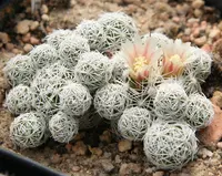 thimble cactus