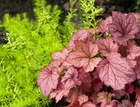 Heuchera 'Georgia Peach' plant