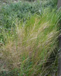 Mediterranean False-brome