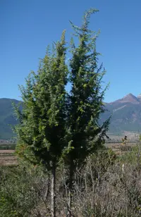 Formosan Juniper
