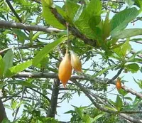 Vasconcellea quercifolia