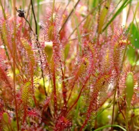 Great Sundew