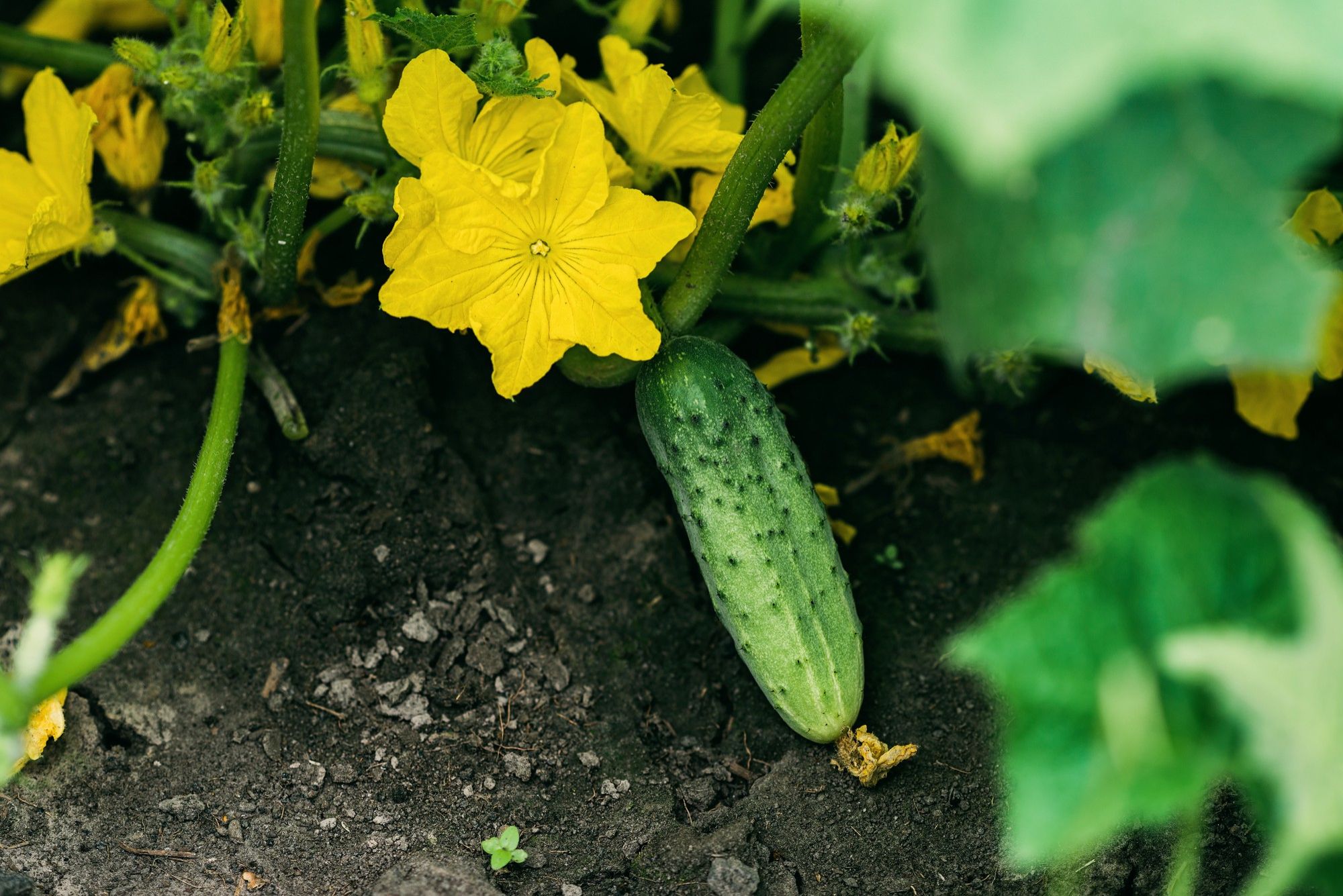 Cucumbers