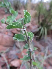 Spiny Elephantfoot (Adenia spinosa) plant