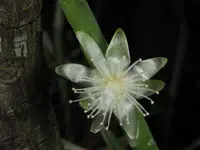 Rhipsalis paradoxa flower