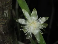 Rhipsalis paradoxa flower