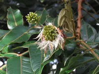 mountain ice-cream-bean (Inga densiflora) plant
