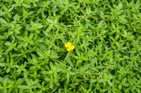 Ludwigia arcuata