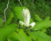 Umbrella Magnolia