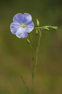 blue flax (Linum perenne) plant
