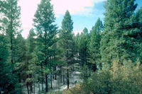 Douglas-fir