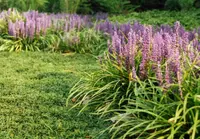 Liriope muscari in the garden