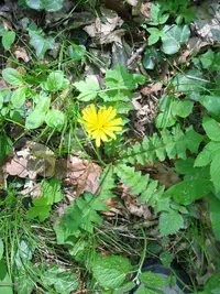 Aposeris