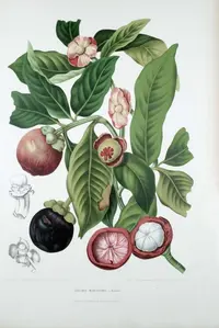 mangosteen