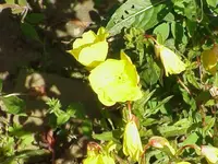 narrowleaf evening primrose (Oenothera fruticosa) plant
