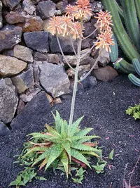 snowflake aloe