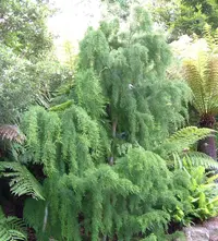 Huon pine