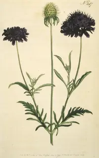 mourningbride (Scabiosa atropurpurea) plant