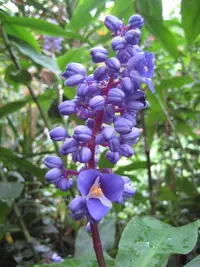Blue ginger