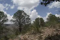 papershell pinyon (Pinus remota) plant
