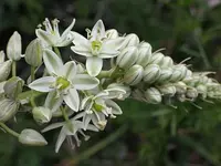Albuca bracteata